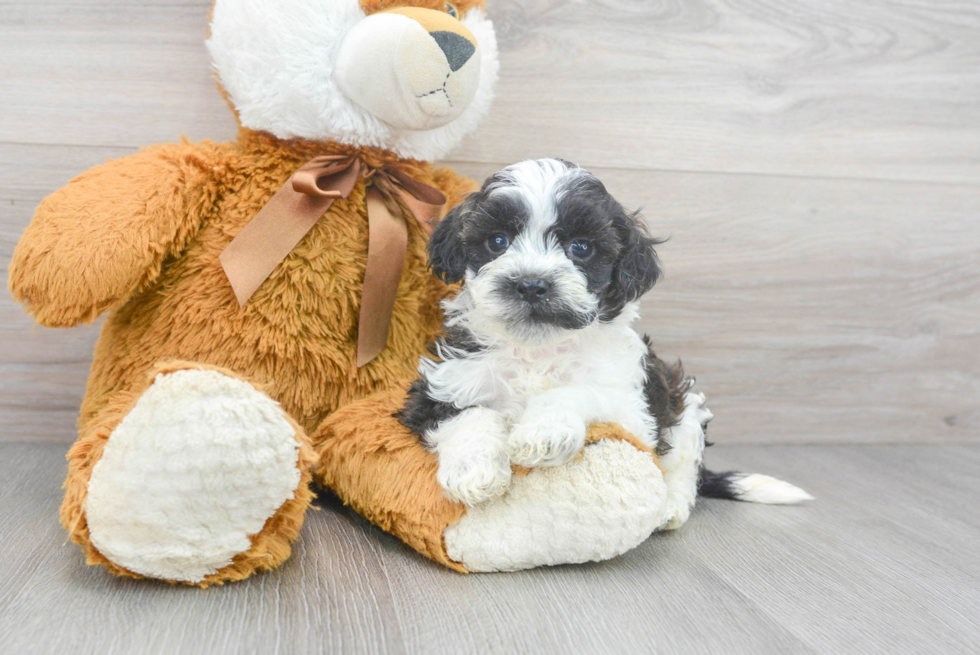 Shih Poo Pup Being Cute