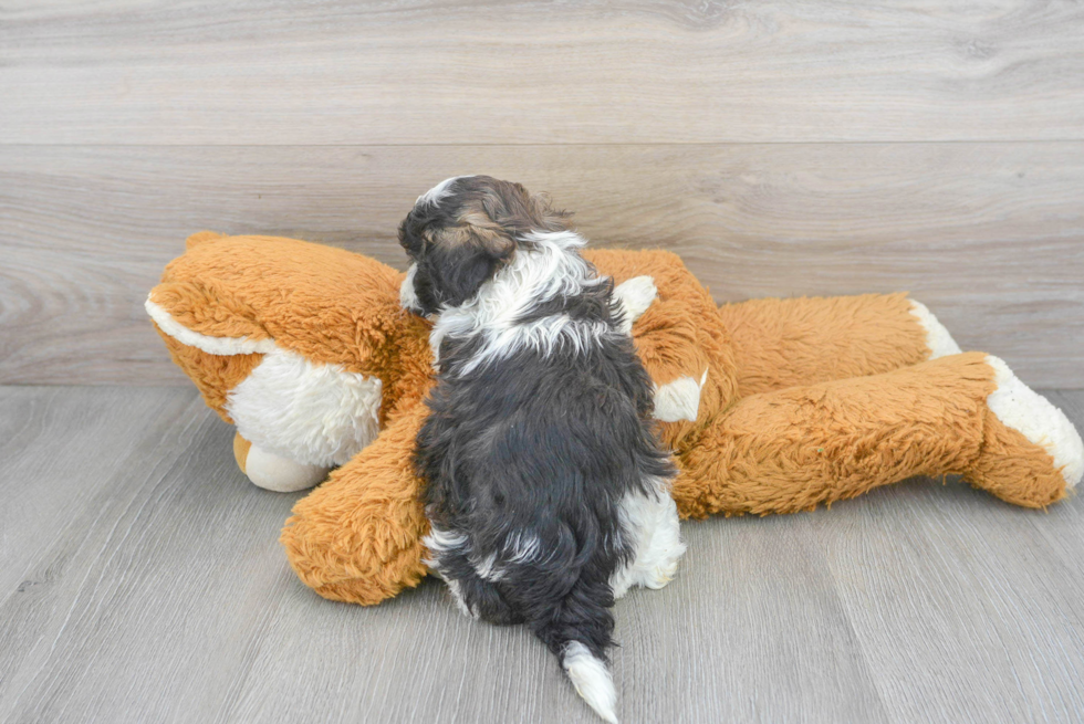 Shih Poo Pup Being Cute