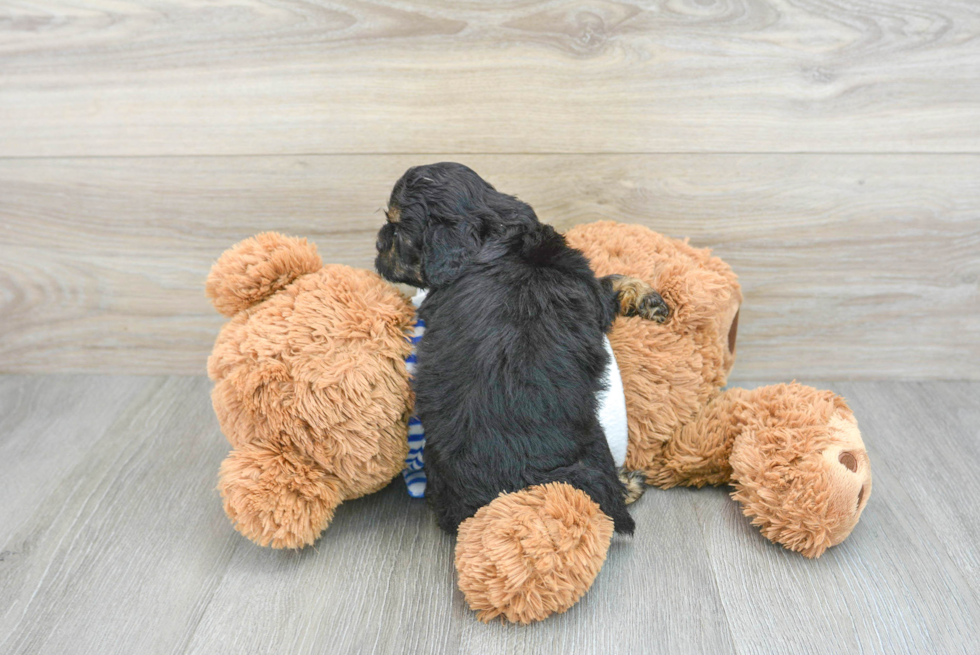 Little Shih Poo Poodle Mix Puppy