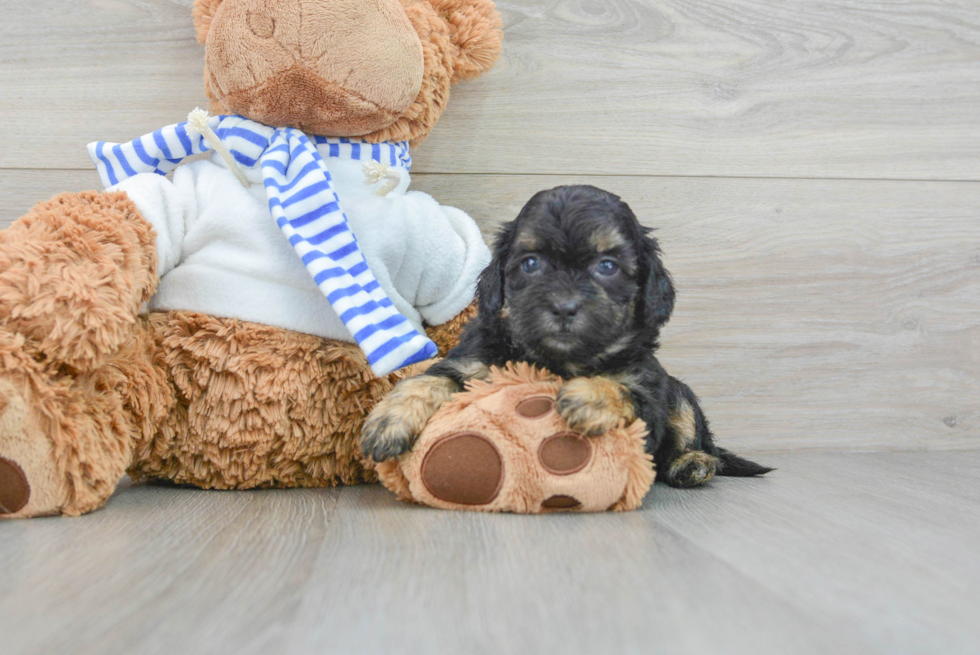 Adorable Shihpoo Poodle Mix Puppy