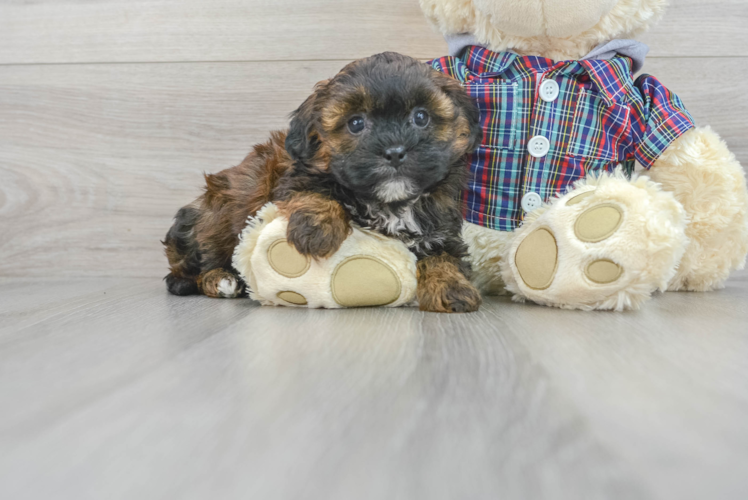 Shih Poo Puppy for Adoption