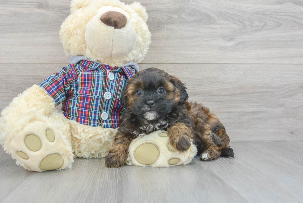 Little Shihpoo Poodle Mix Puppy