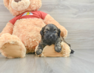 5 week old Shih Poo Puppy For Sale - Premier Pups