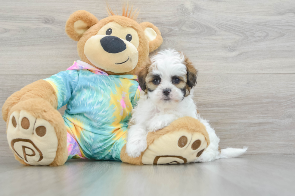 6 week old Shih Poo Puppy For Sale - Premier Pups