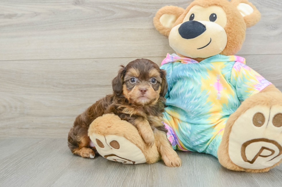 6 week old Shih Poo Puppy For Sale - Premier Pups