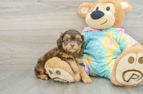 Shih Poo Puppy for Adoption