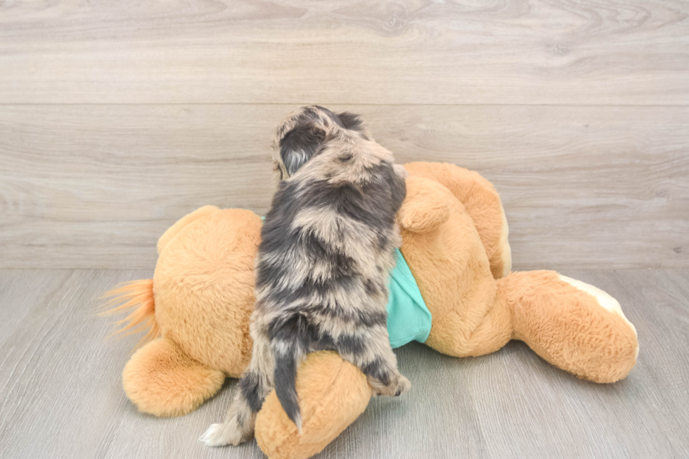 Meet Dumbledore - our Shih Poo Puppy Photo  3/3 - Premier Pups Best Shih Poo Baby