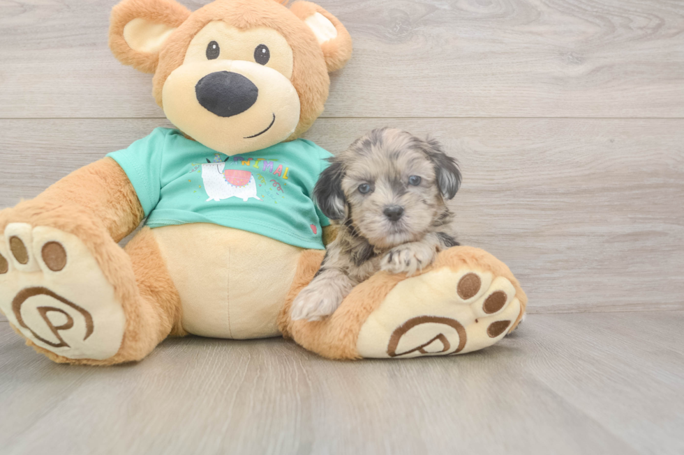 Meet Dumbledore - our Shih Poo Puppy Photo  2/3 - Premier Pups Shih Poo Pup Being Cute