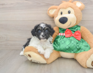 5 week old Shih Poo Puppy For Sale - Premier Pups