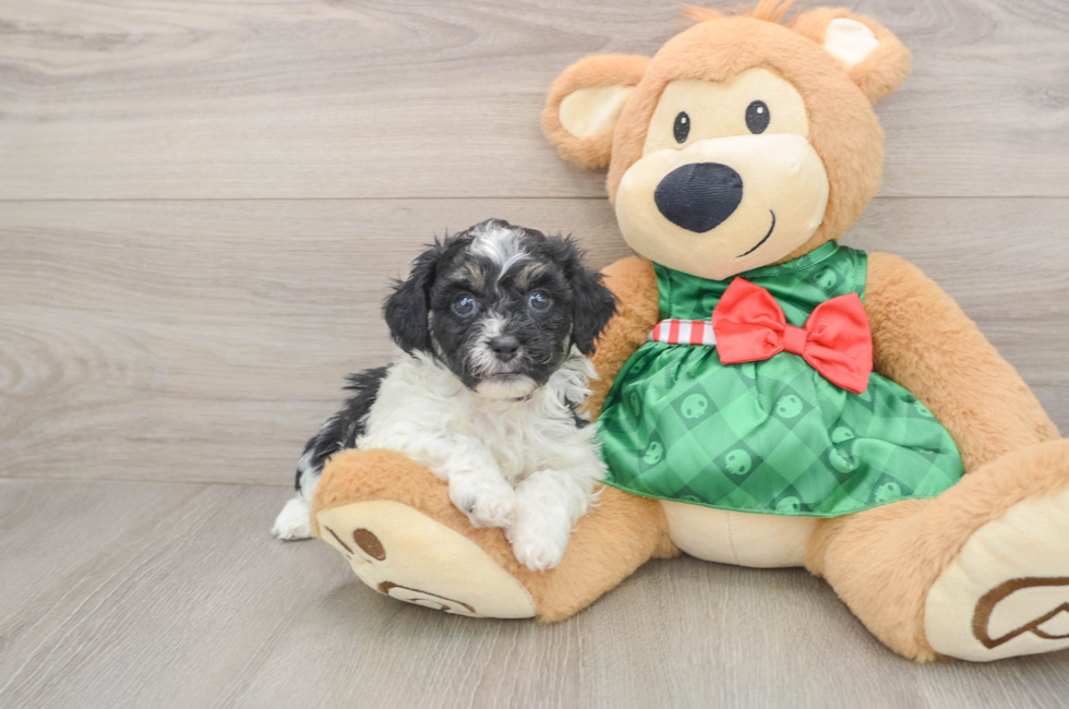 5 week old Shih Poo Puppy For Sale - Premier Pups