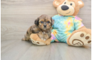 Best Shih Poo Baby