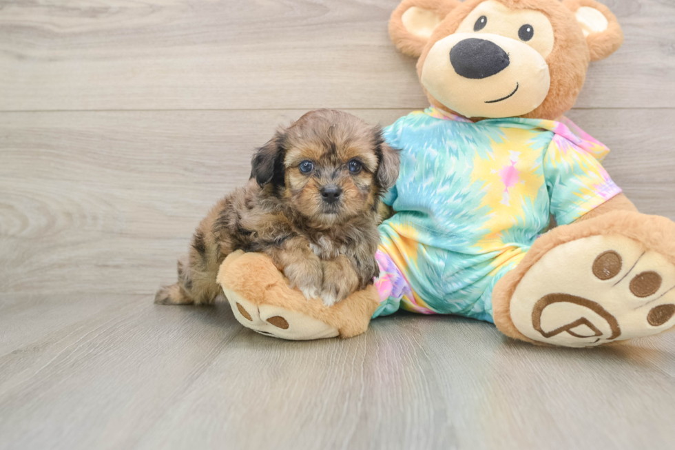 Best Shih Poo Baby