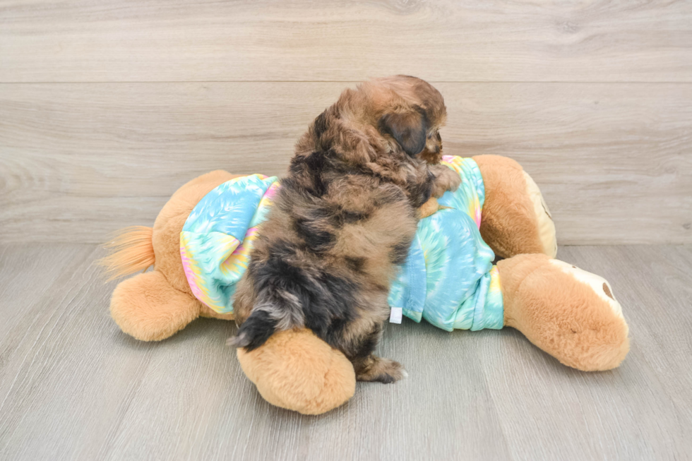 Fluffy Shih Poo Poodle Mix Pup