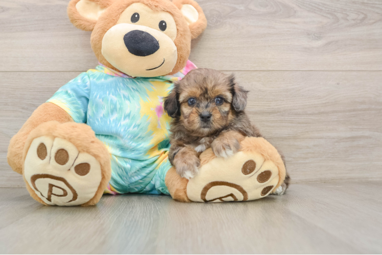 Shih Poo Puppy for Adoption
