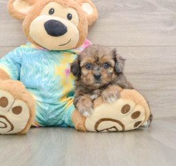 5 week old Shih Poo Puppy For Sale - Premier Pups