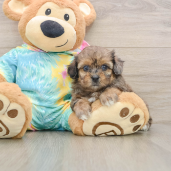 Shih Poo Puppy for Adoption