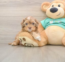 7 week old Shih Poo Puppy For Sale - Premier Pups