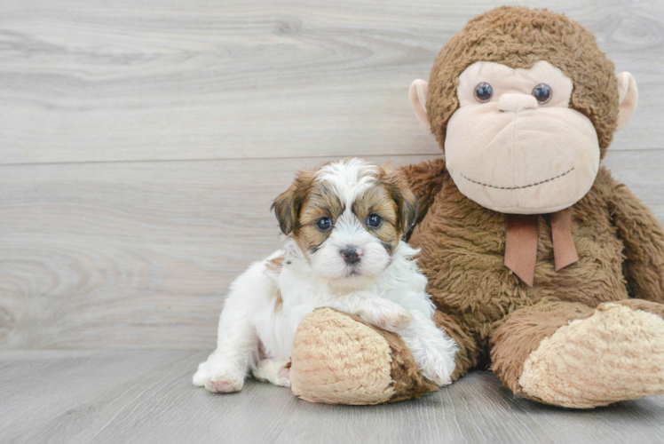 Happy Shih Poo Baby