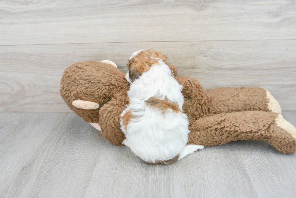 Shih Poo Puppy for Adoption