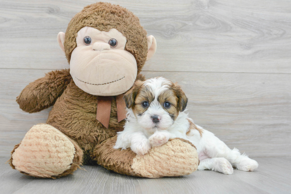 Shih Poo Puppy for Adoption