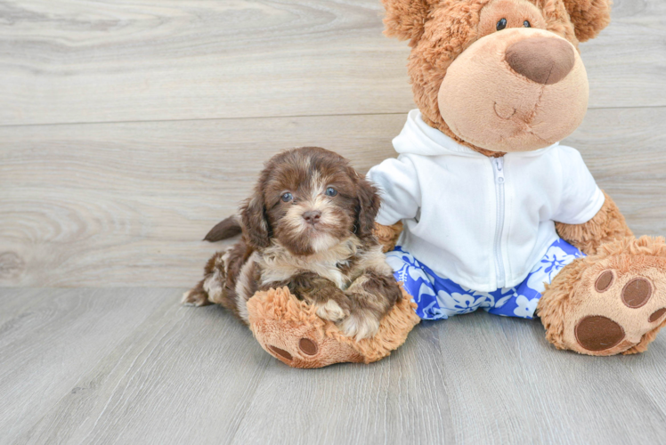 Smart Shih Poo Poodle Mix Pup