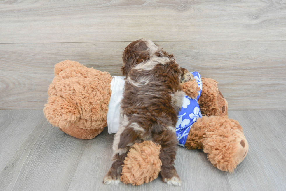 Shih Poo Puppy for Adoption