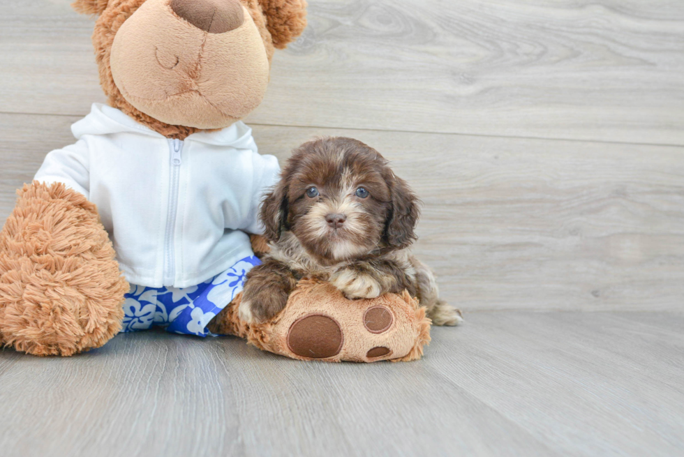 Small Shih Poo Baby