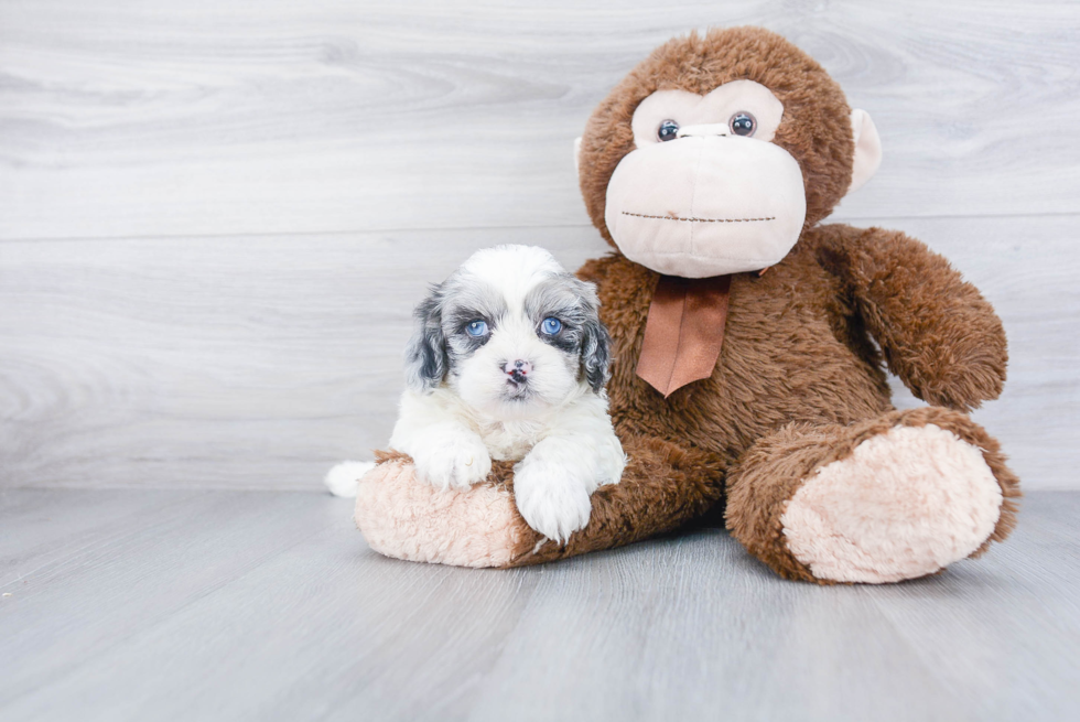 Best Shih Poo Baby