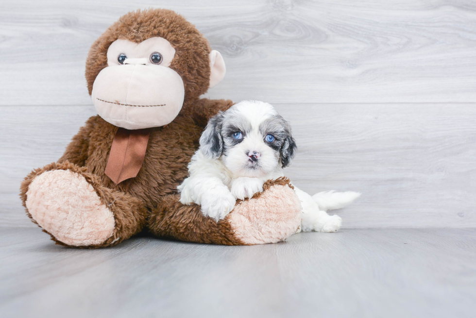 Energetic Shih Poo Poodle Mix Puppy