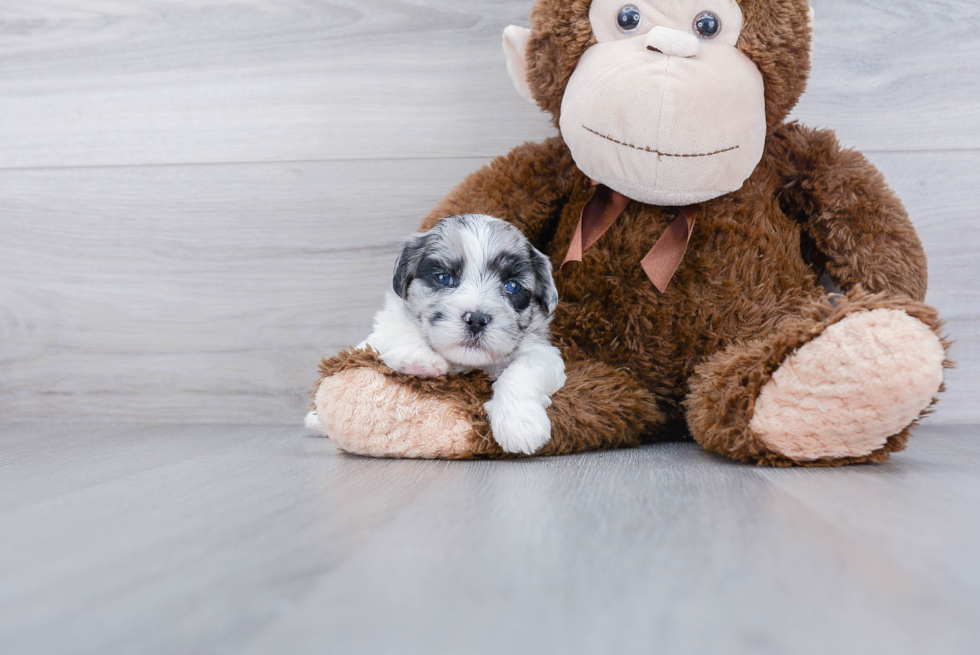 Little Shih Poo Poodle Mix Puppy