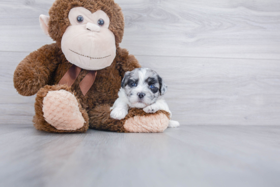 Shih Poo Puppy for Adoption