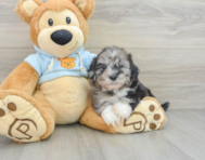 8 week old Shih Poo Puppy For Sale - Premier Pups