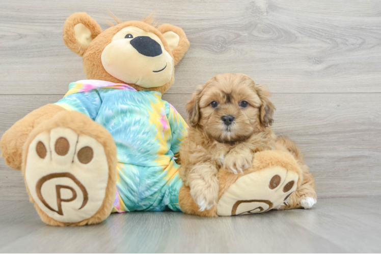 Little Shih Poo Poodle Mix Puppy