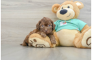 Little Shih Poo Poodle Mix Puppy