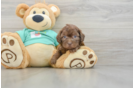 Energetic Shihpoo Poodle Mix Puppy