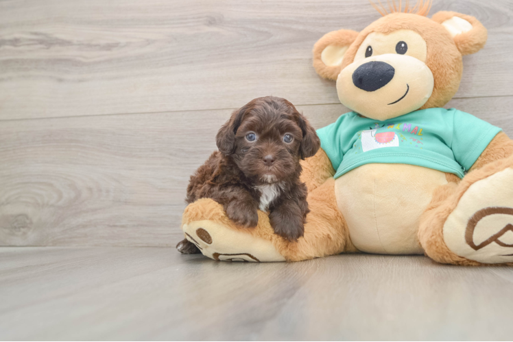 Funny Shih Poo Poodle Mix Pup