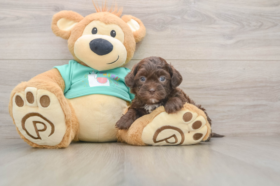 Smart Shih Poo Poodle Mix Pup