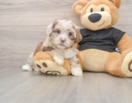 5 week old Shih Poo Puppy For Sale - Premier Pups
