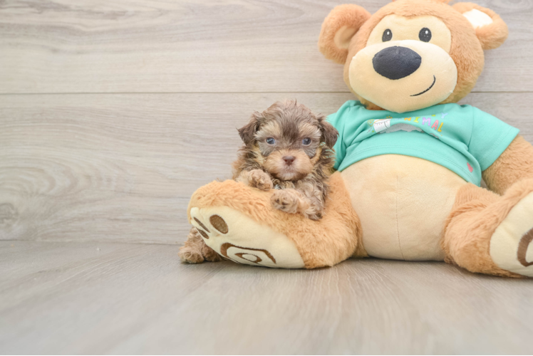 Playful Shih Poo Poodle Mix Puppy