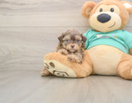 7 week old Shih Poo Puppy For Sale - Premier Pups