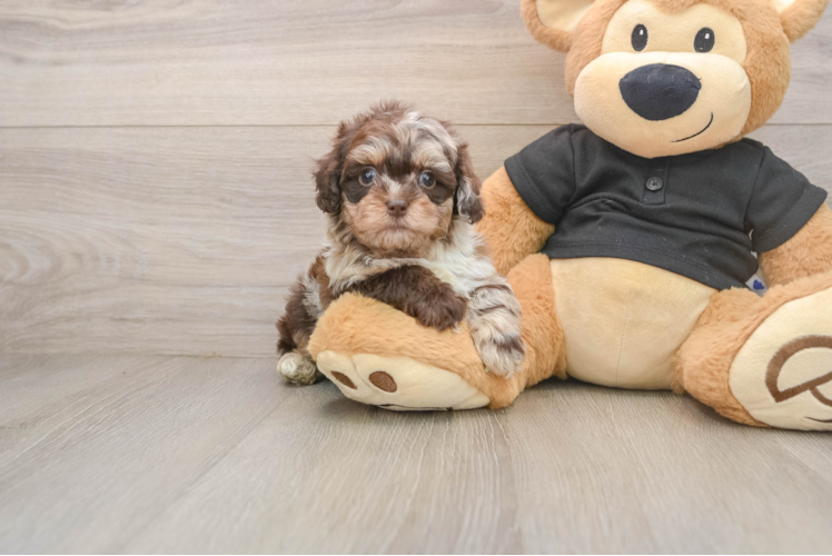 Adorable Shihpoo Poodle Mix Puppy