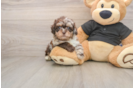Adorable Shihpoo Poodle Mix Puppy