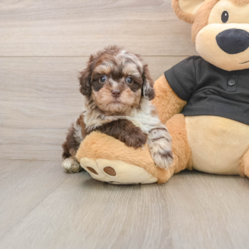 Adorable Shihpoo Poodle Mix Puppy