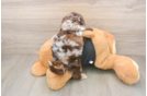 Shih Poo Pup Being Cute