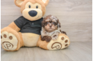 Shih Poo Pup Being Cute