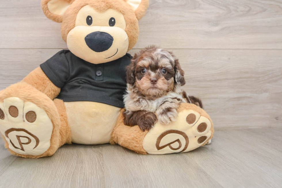 Shih Poo Pup Being Cute