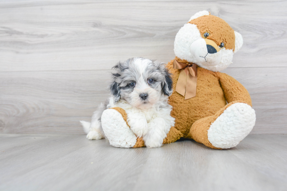 Petite Shih Poo Poodle Mix Pup