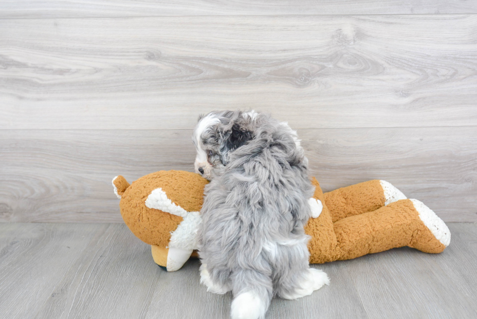 Popular Shih Poo Poodle Mix Pup