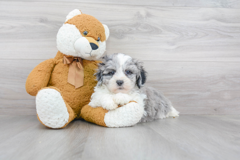 Shih Poo Puppy for Adoption