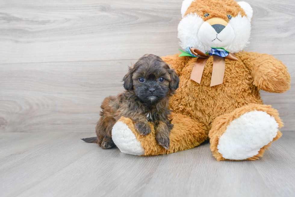 Energetic Shih Poo Poodle Mix Puppy